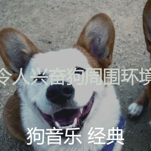 有趣小狗情怀
