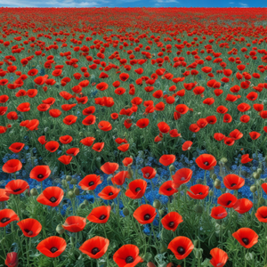 Amapolas y trigales esmeralda