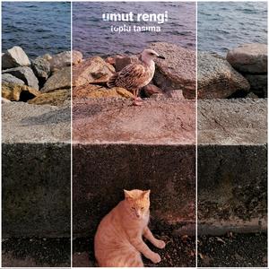 Umut rengi