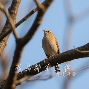 我鸟都不鸟你 (Cover 黄金玉米王)