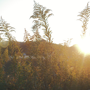 ミスユー (feat. 音楽的同位体 裏命)