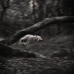 静音 呆默（Prod. llouis）