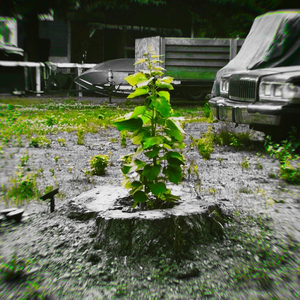 Regrow