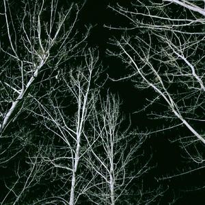 海底森林（Demo）