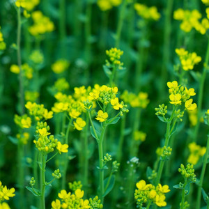 冬天围炉烤橘子的香