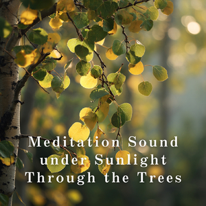 Beneath the Canopy of Light