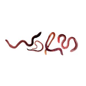 worm