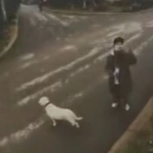 她遛狗经过的每个下午