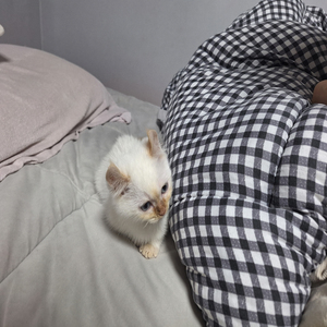 설레는마음