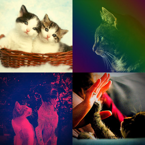 微妙的放松的猫心情