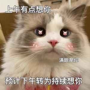 知らない猫の手を引いて