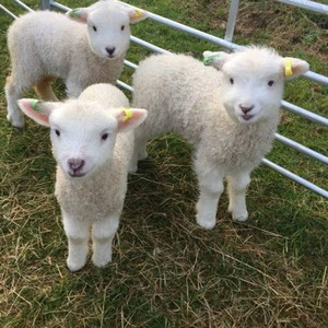 Hoy Se Bebe (slowed)