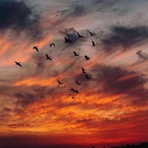 未出现传闻(完整版)