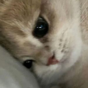 被爱的天赋为零