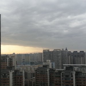 白鸽