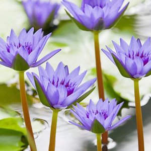 清正廉洁的水莲花