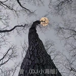 民谣张泽-张泽-曾（哈市小海版)