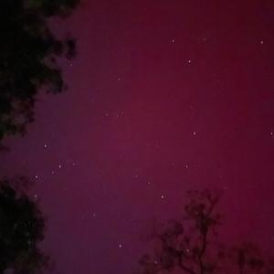 sweet violet catastrophe
