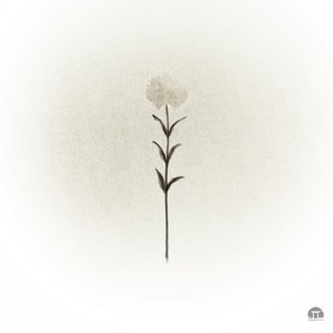 white carnation