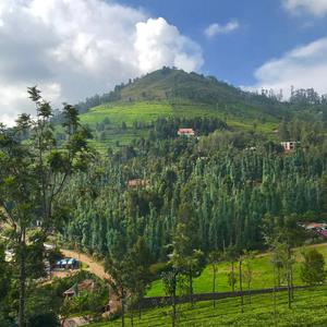 Tea Fields (of Coonoor). (feat. Paul Gringras)