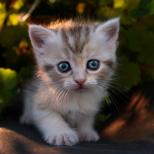 El Parpadeo De Ojos Felinos