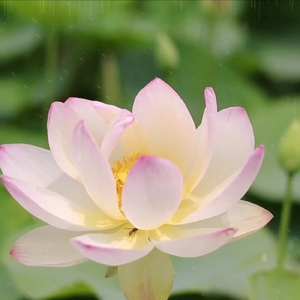 オルゴール ~雨のち虹~