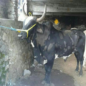 El Toro Bueno