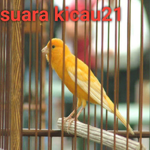 Kenari Ngerol Gacor Teler Sampai Konslet Beledak