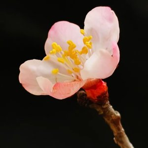 剑来
