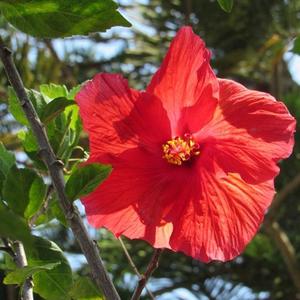 Hibiscus