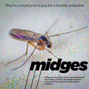 Midges