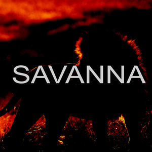 Savanna
