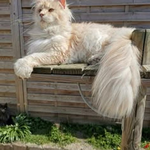 Black Jesus (sped up)