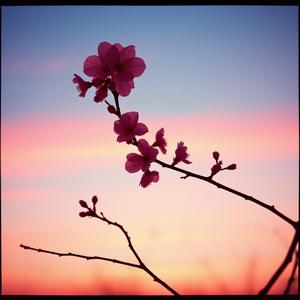 玉藻前 たまものまえ (Tamamo-no-Mae) by @jingdu