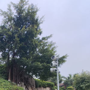 亲爱的大力士小姐