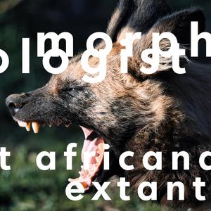 Southern Rhinocerous