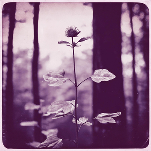 A Forest (Vivianyte Cover)