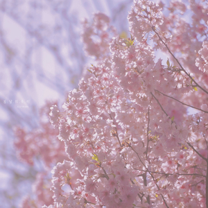 봄비가 내리던 날