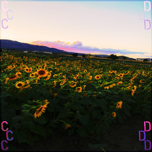 CD