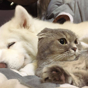 陷阱（翻自 王北车）