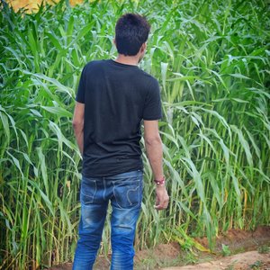 मिलेगी ज्यानु बाजरा माया