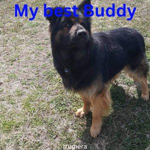 My Best Buddy