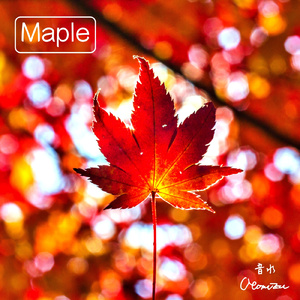 Maple
