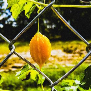 Red Seeds and Saplings