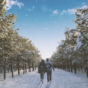 Metasequoia (feat. whoammo)