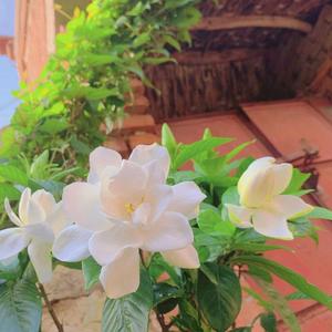 后来【翻唱自刘若英】