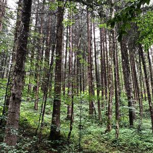 Again (feat. Lil Gu$)