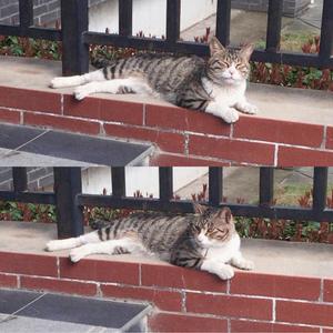 情人-抖音live片段（翻自 BEYOND）