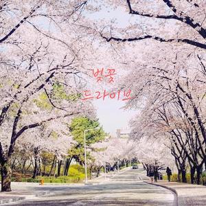 벚꽃길 드라이브