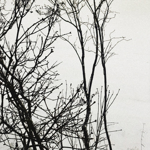 пока наледью кроется мир